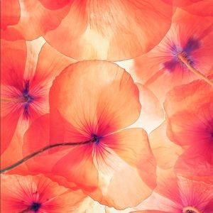 Meet your Posher, Henrietta